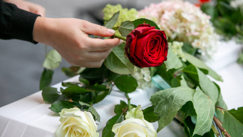 A hand placing a read rose on a white casket.