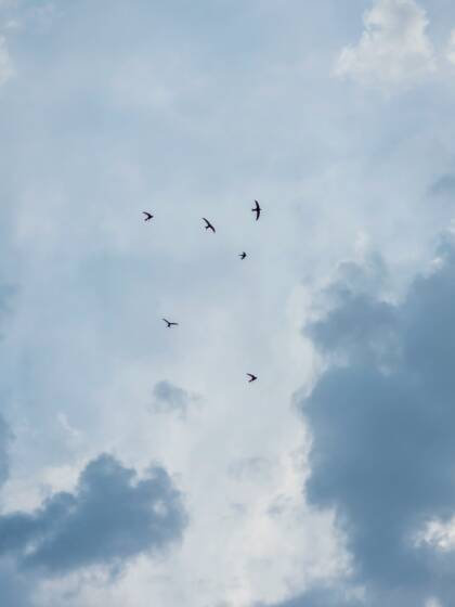 Birds flying in the sky.