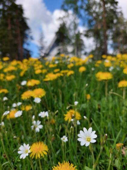 Kukkia Hyvinkään kirkon takana